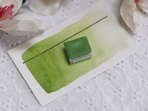 Euphorbe, demi-godet d'aquarelle
