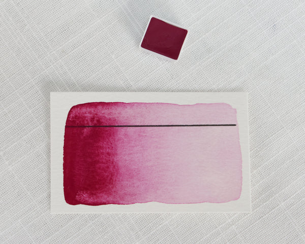 Rhubarbe, demi-godet d'aquarelle